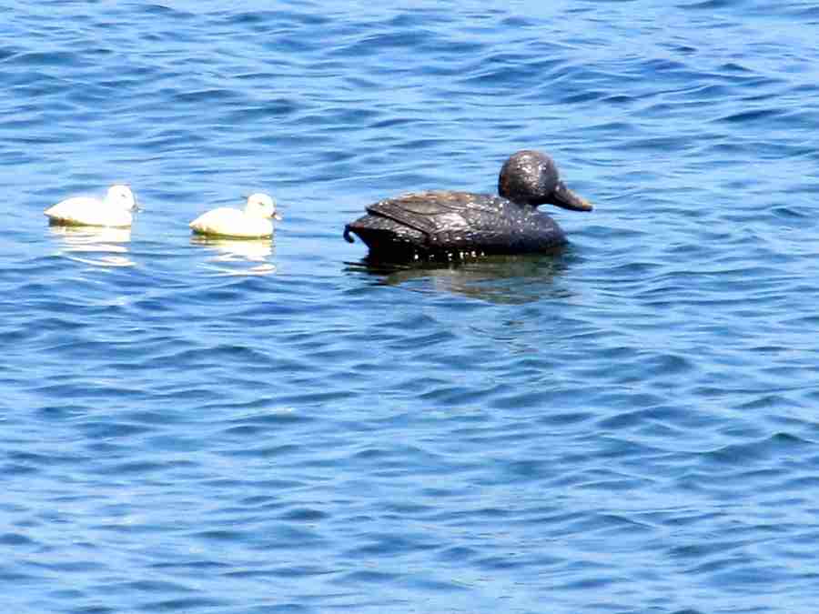 Petroleum Covered Duck With Ducklings